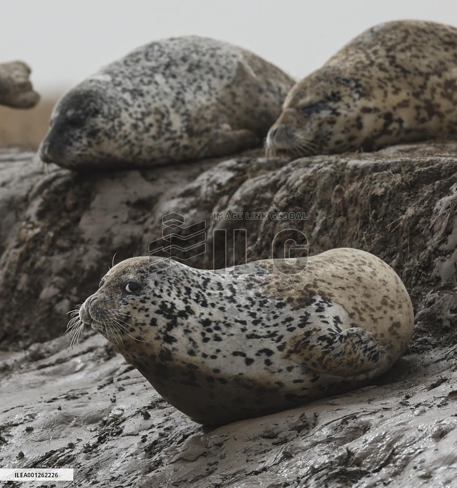 CHINA-LIAONING-PANJIN-SPOTTED SEAL (CN)