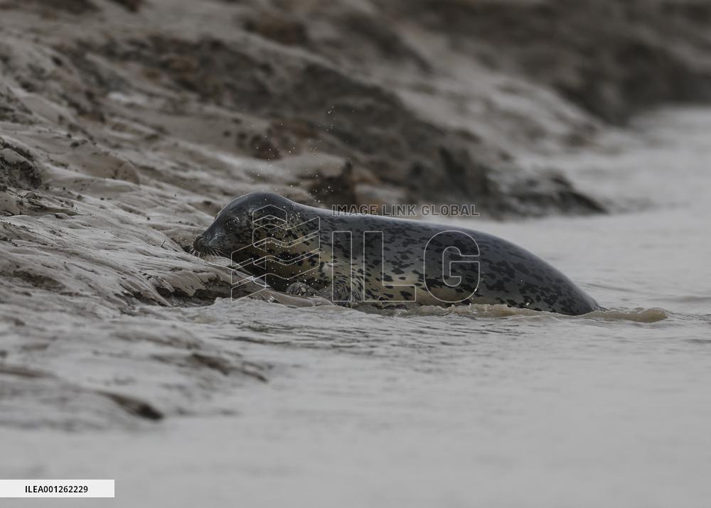 CHINA-LIAONING-PANJIN-SPOTTED SEAL (CN)