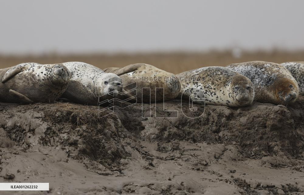 CHINA-LIAONING-PANJIN-SPOTTED SEAL (CN)