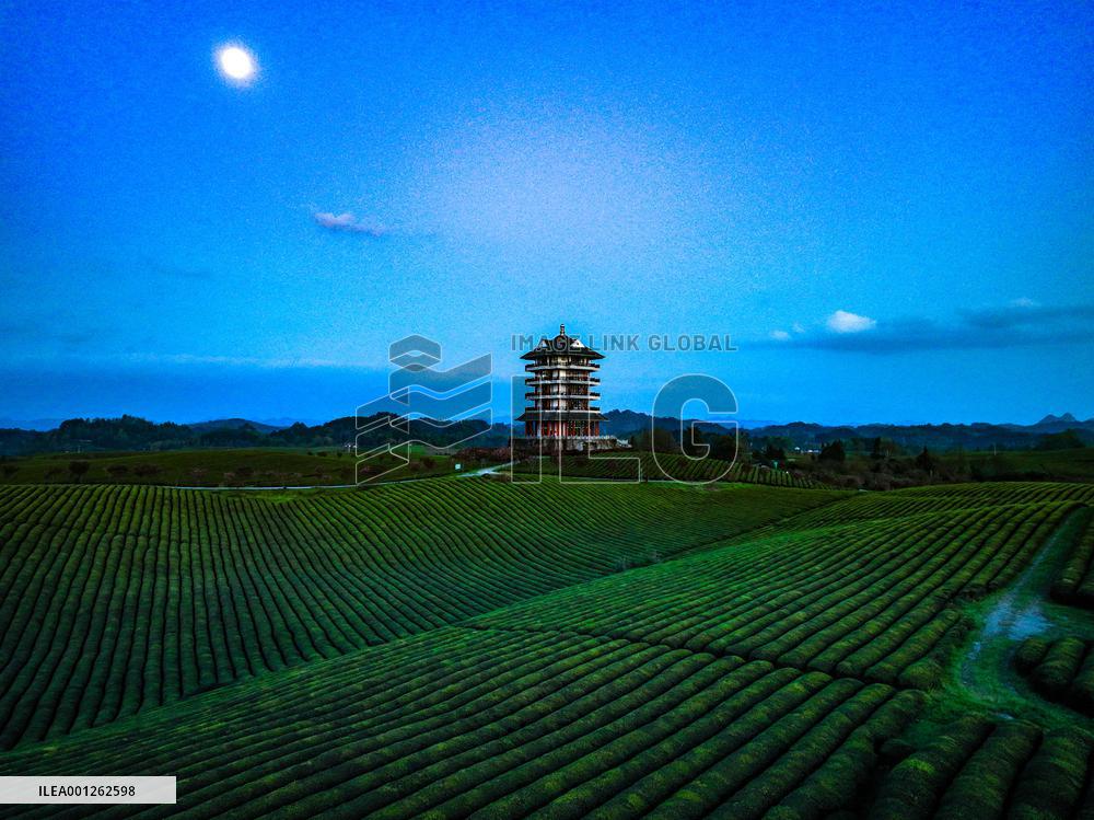 CHINA-GUIZHOU-SPRING SCENERY (CN)