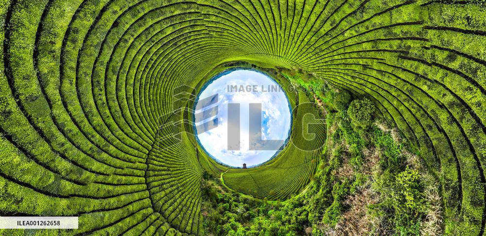 CHINA-GUIZHOU-SPRING SCENERY (CN)