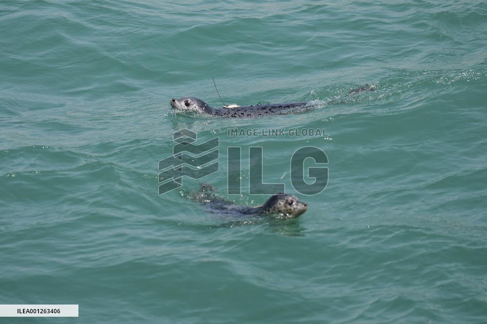 CHINA-LIAONING-DALIAN-SEAL-RELEASE (CN)
