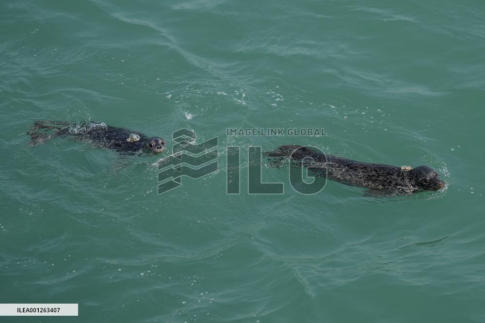 CHINA-LIAONING-DALIAN-SEAL-RELEASE (CN)