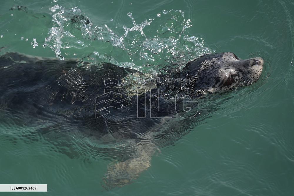 CHINA-LIAONING-DALIAN-SEAL-RELEASE (CN)