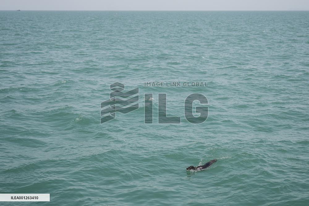 CHINA-LIAONING-DALIAN-SEAL-RELEASE (CN)