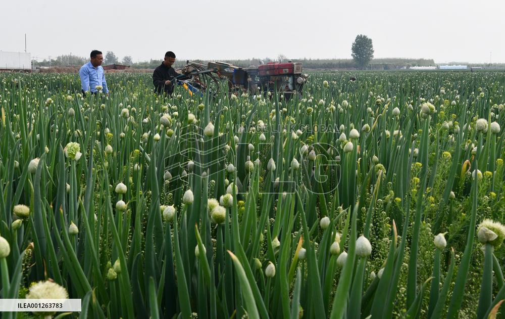 #CHINA-SPRING-FARMING (CN)