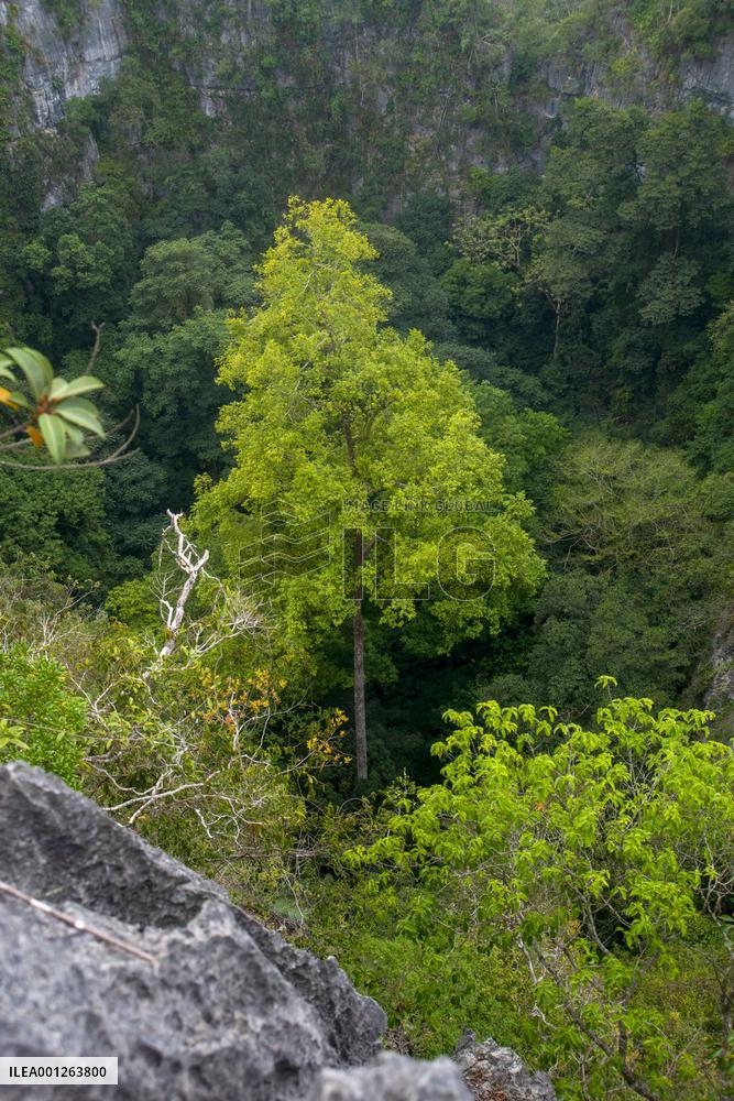 CHINA-GUANGXI-TALLEST GROWING TREE-KARST LANDSCAPE(CN)