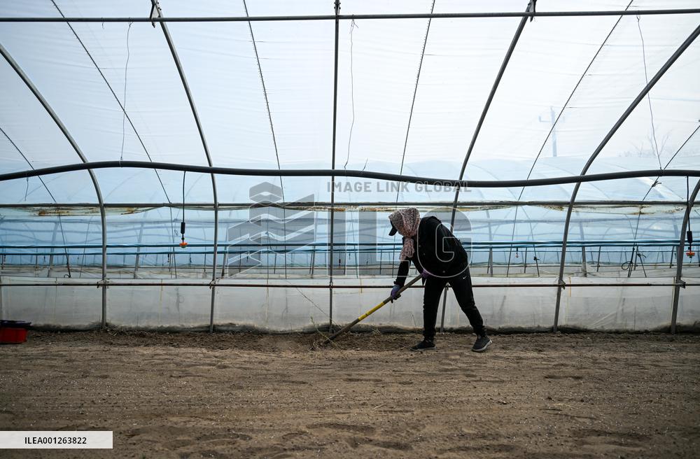 CHINA-INNER MONGOLIA-TONGLIAO-SPRING PLOUGHING (CN)