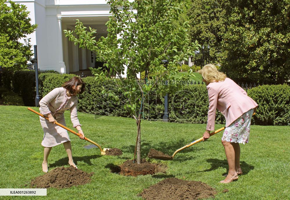 Japan, U.S. first ladies plant cherry tree at White House
