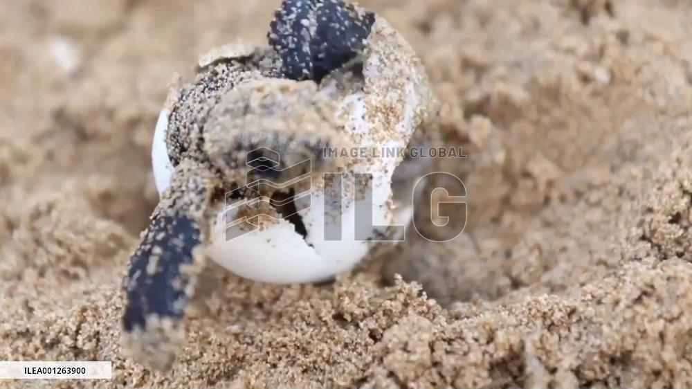 Warmer waters see Loggerhead turtles expand into Mediterranean