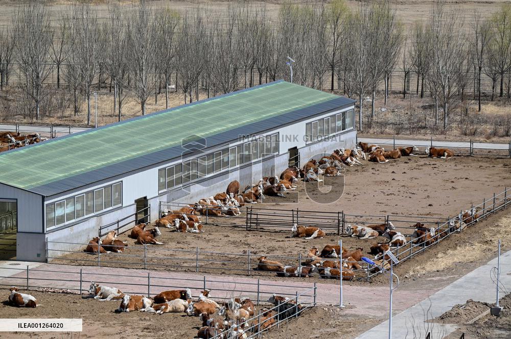 CHINA-INNER MONGOLIA-TONGLIAO-BEEF CATTLE INDUSTRY (CN)