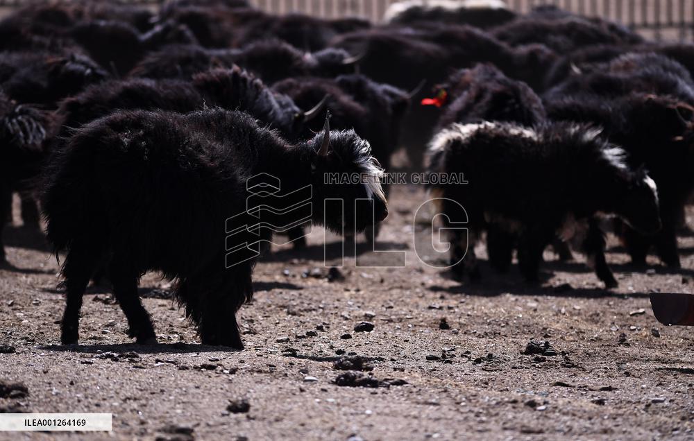 CHINA-QINGHAI-ECO-FRIENDLY ANIMAL HUSBANDRY (CN)