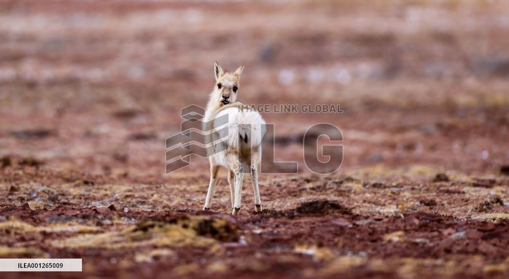 (InTibet)CHINA-TIBET-QIANGTANG-NATURE RESERVE-WILD ANIMALS (CN)