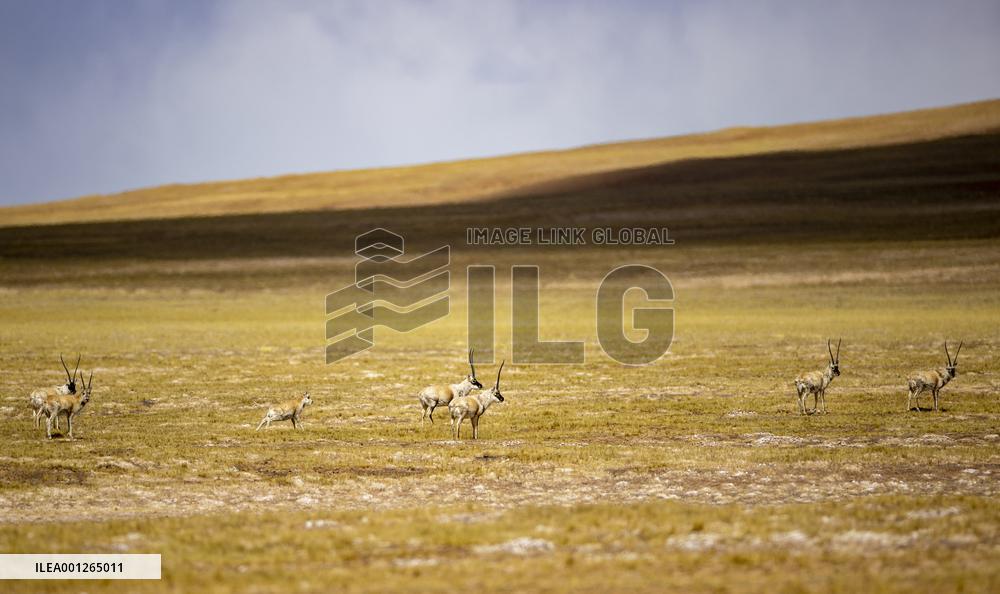 (InTibet)CHINA-TIBET-QIANGTANG-NATURE RESERVE-WILD ANIMALS (CN)