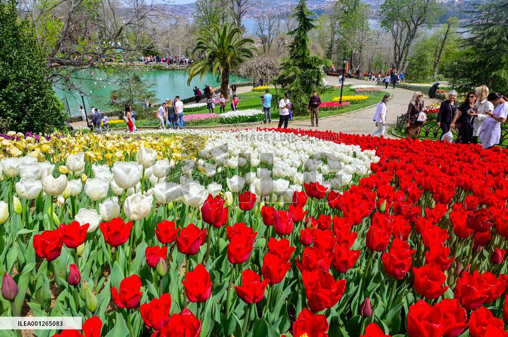 TÜRKIYE-ISTANBUL-TULIP