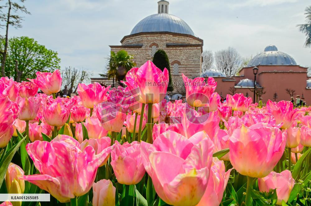 TÜRKIYE-ISTANBUL-TULIP