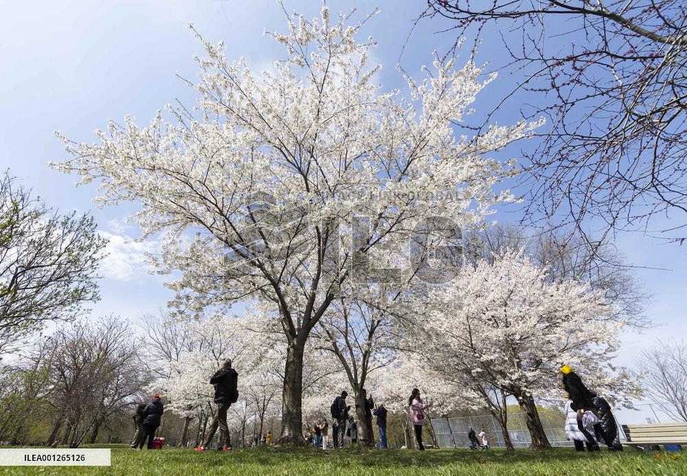 CANADA-TORONTO-CHERRY BLOSSOM