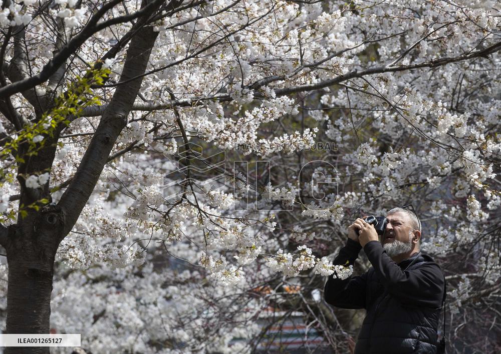 CANADA-TORONTO-CHERRY BLOSSOM