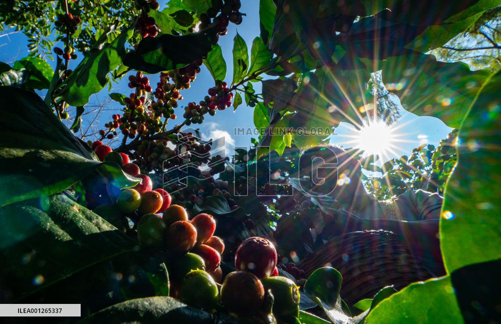 CHINA-YUNNAN-KUNMING-COFFEE FARM VOLUNTEERS (CN)