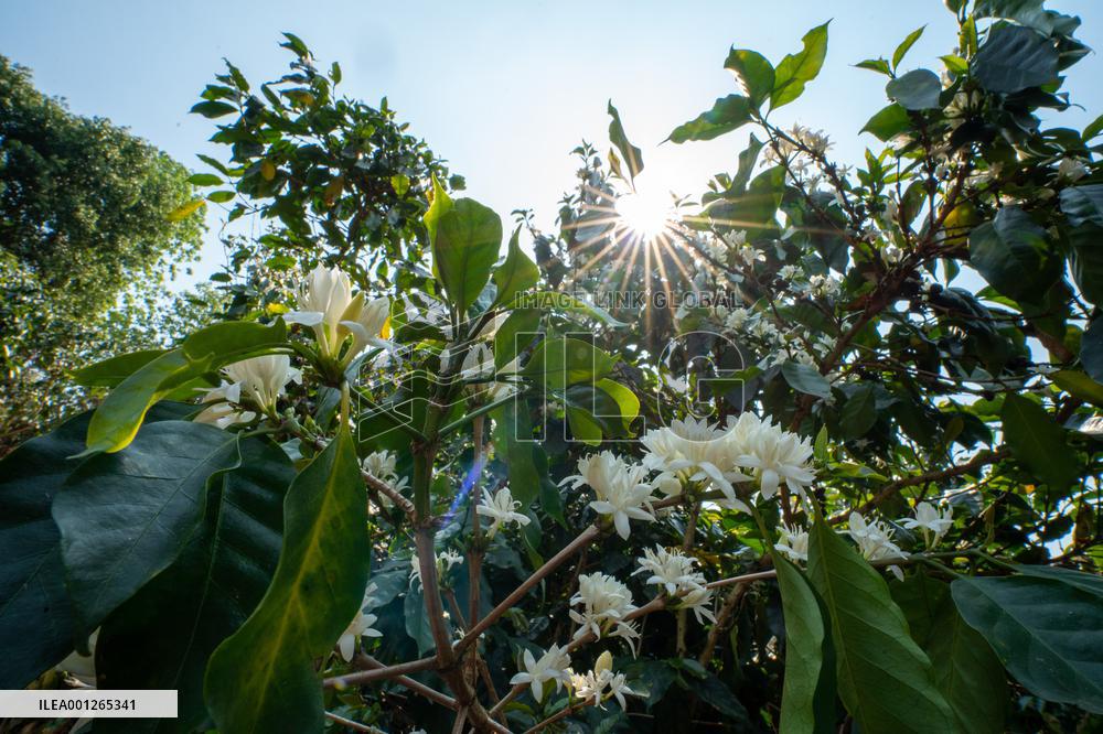 CHINA-YUNNAN-KUNMING-COFFEE FARM VOLUNTEERS (CN)
