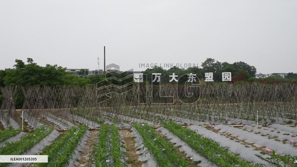 CHINA-GUANGXI-THAILAND-SEED COOPERATION (CN)