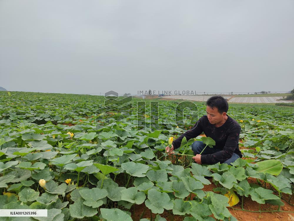 CHINA-GUANGXI-THAILAND-SEED COOPERATION (CN)