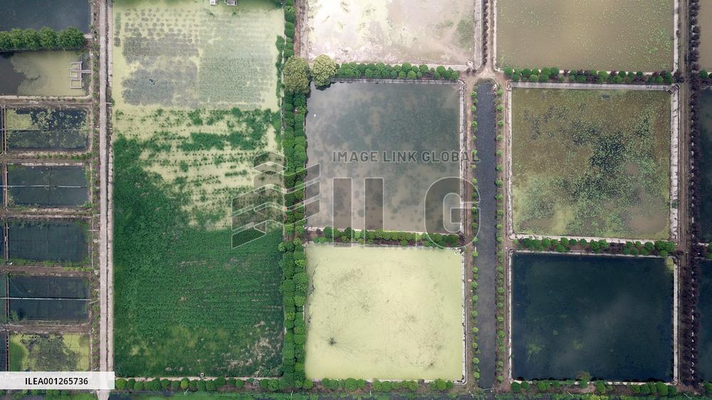 CHINA-HUNAN-YIYANG-DATONG LAKE-ECOLOGICAL RESTORATION (CN)