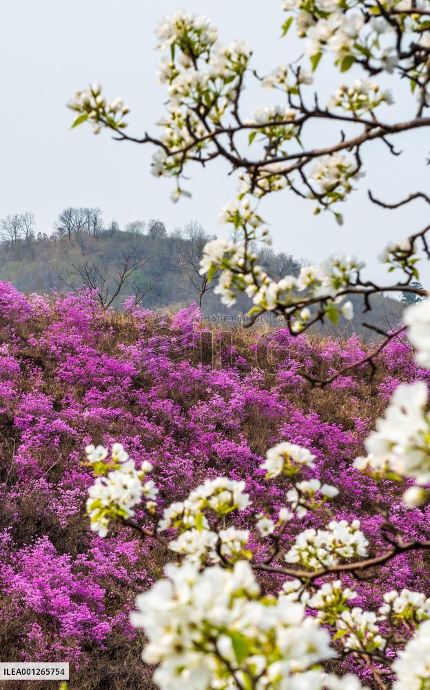 CHINA-LIAONING-XIUYAN-AZALEA (CN)