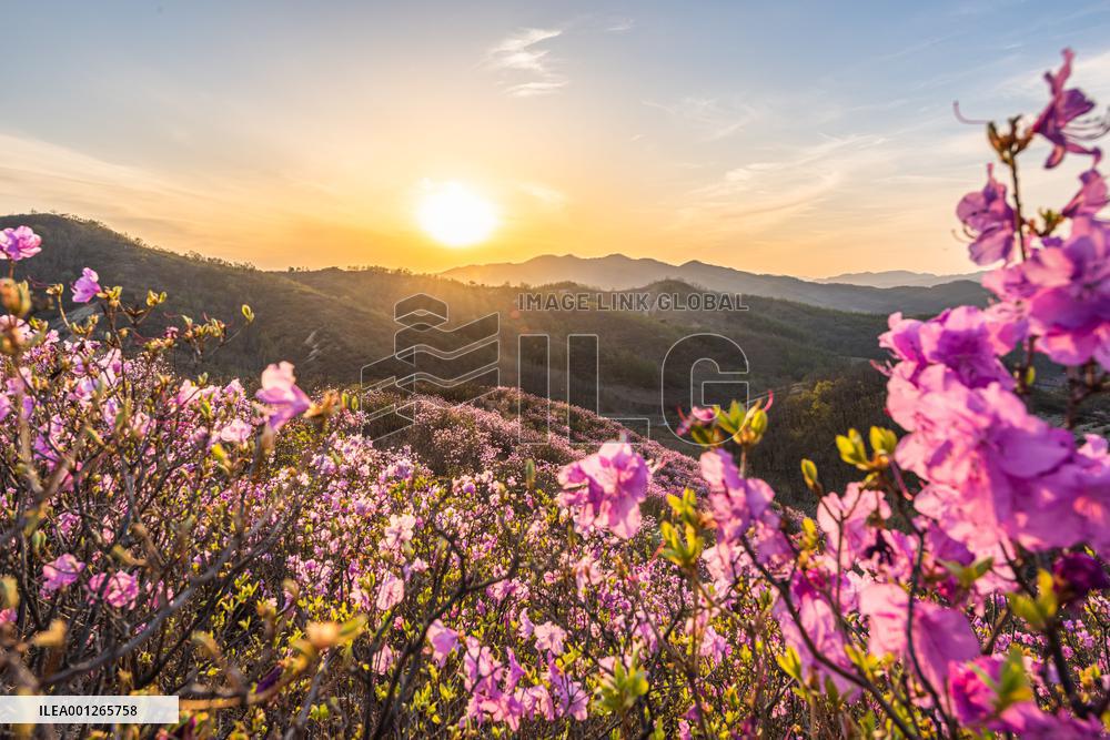 CHINA-LIAONING-XIUYAN-AZALEA (CN)