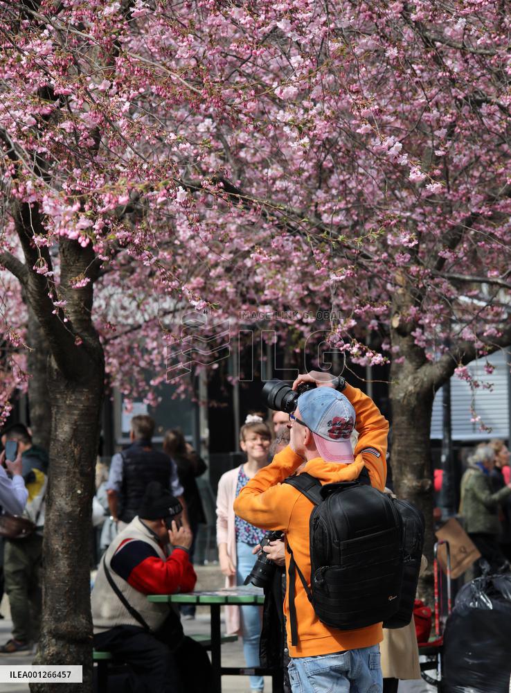 SWEDEN-STOCKHOLM-CHERRY BLOSSOM