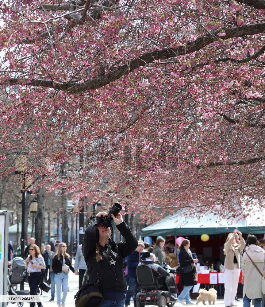 SWEDEN-STOCKHOLM-CHERRY BLOSSOM