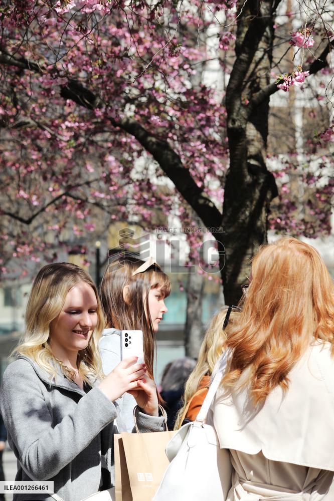 SWEDEN-STOCKHOLM-CHERRY BLOSSOM