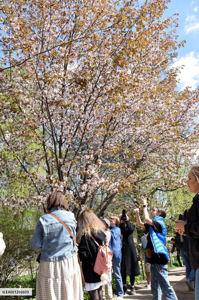 Cherry blossoms in full bloom in Moscow