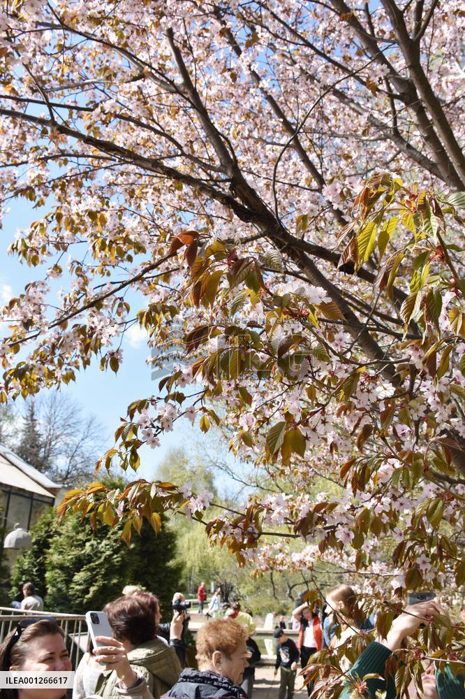 Cherry blossoms in full bloom in Moscow