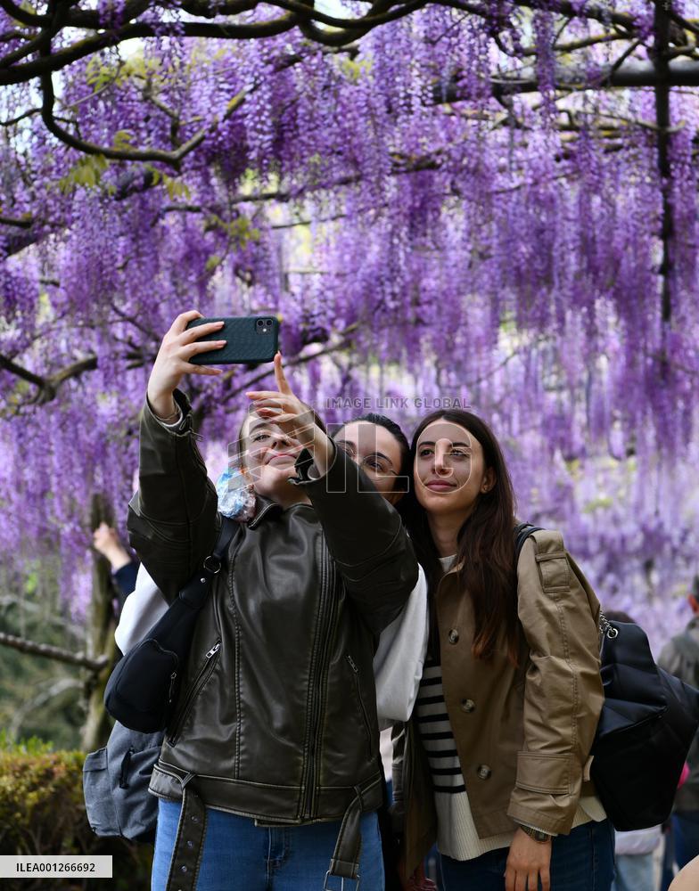 ITALY-FLORENCE-WISTERIA-BLOOM