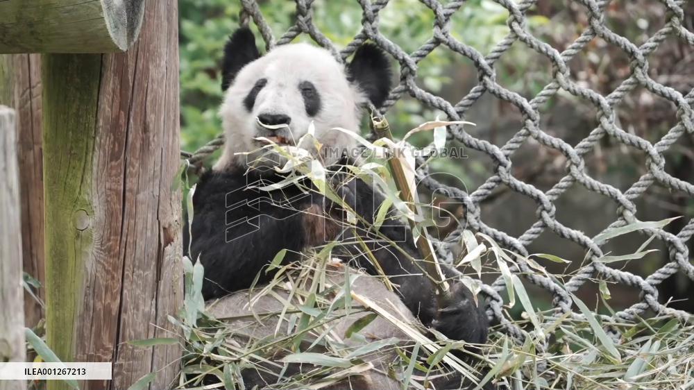 Giant panda Ya Ya departs Memphis Zoo for China