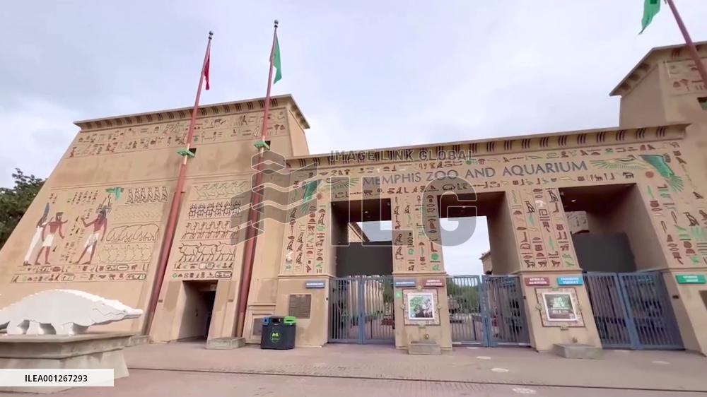 Giant panda Ya Ya departs Memphis Zoo