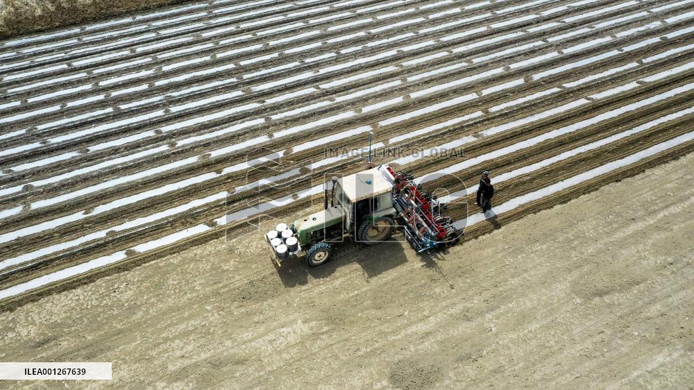 CHINA-XINJIANG-YULI-COTTON-SPRING PLOUGHING (CN)