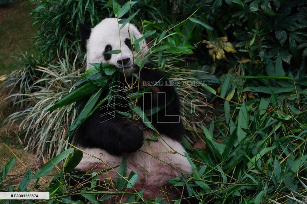 CHINA-HONG KONG-PANDAS-CARETAKERS(CN)