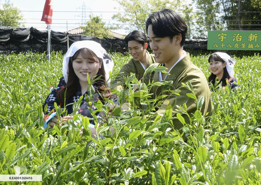 Tea-picking season begins in Kyoto
