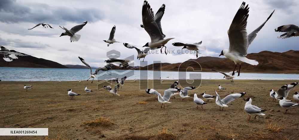 CHINA-TIBET-YAMZBOG YUMCO LAKE-SCENERY (CN)