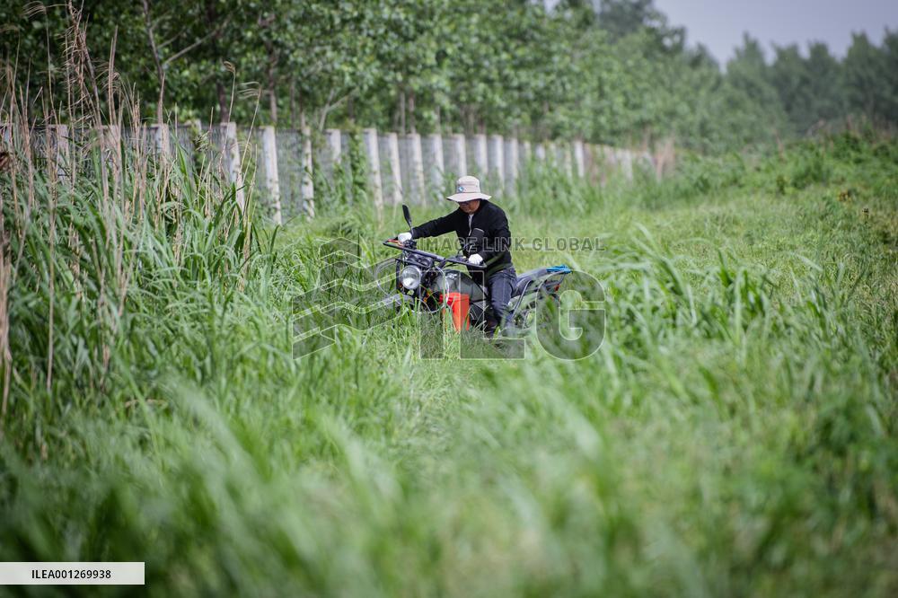 CHINA-HUBEI-SHISHOU-MILU DEER-CONSERVATION (CN)