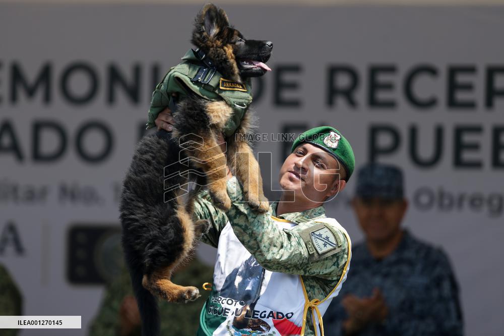 MEXICO-NAUCALPAN-TÜRKIYE-RESCUE DOG