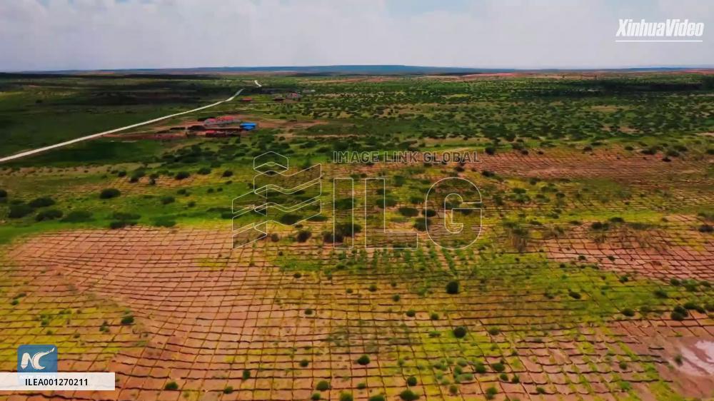 China's Inner Mongolia to pool 100 mln yuan for major sandland afforestation