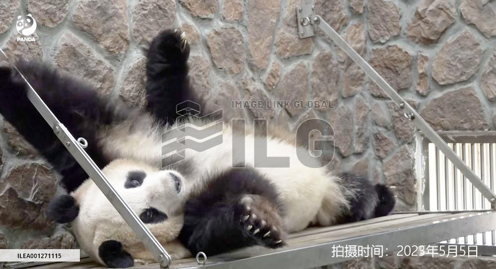 Panda returned from Japan zoo