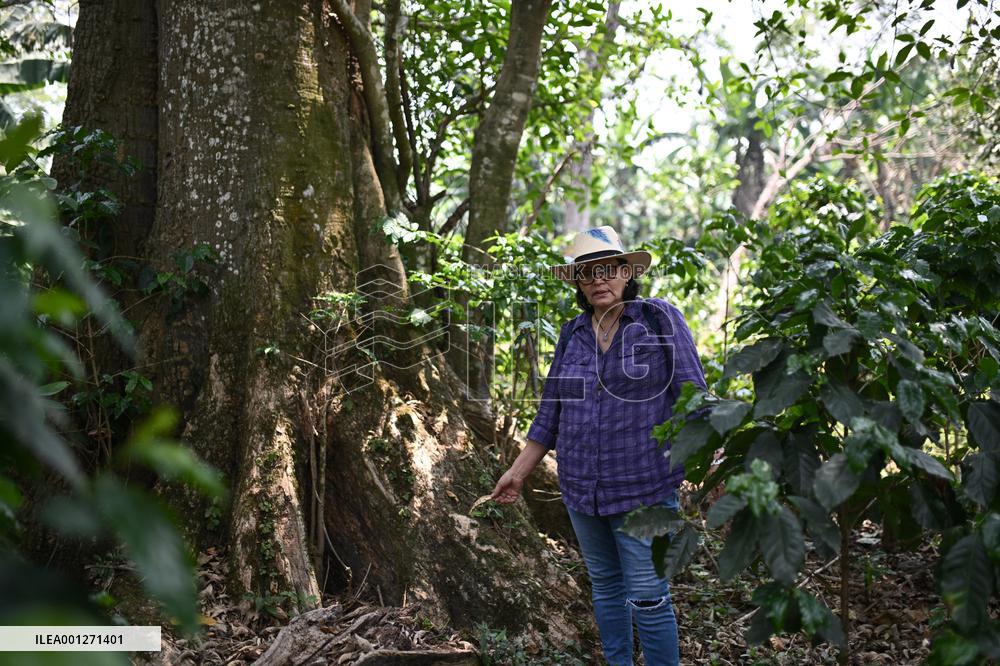 HONDURAS-MARCALA-COFFEE