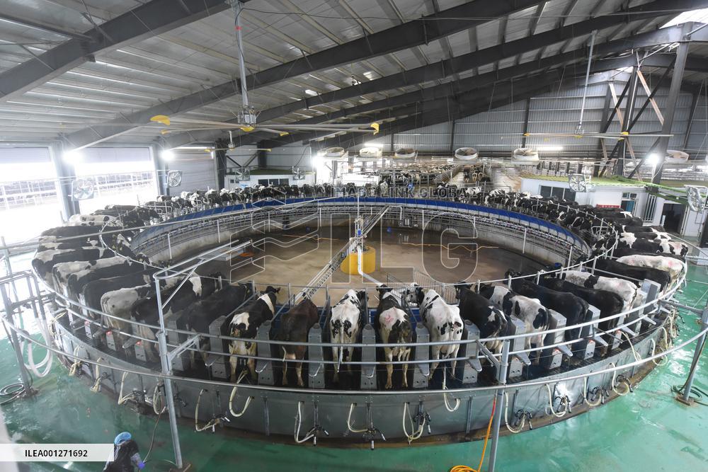CHINA-GANSU-WUWEI-DAIRY FARM-AI-POWERED DEVICES (CN)