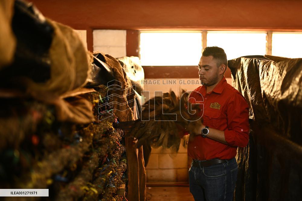HONDURAS-DANLI-ECONOMY-TOBACCO-CIGARS