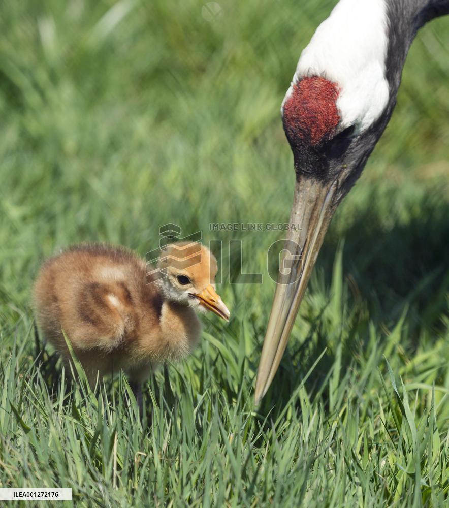 Red-crested white crane chick