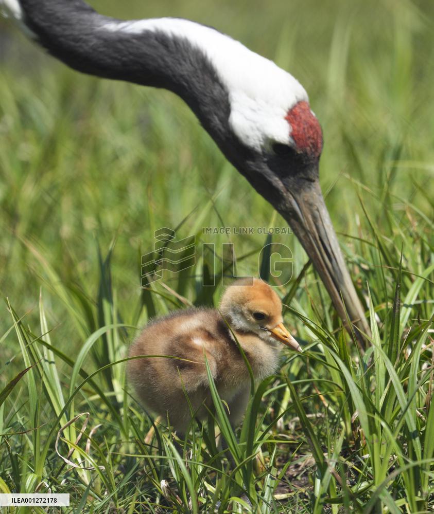 Red-crested white crane chicks